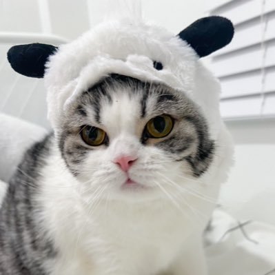nowcsm's profile picture. #nowcsm_rw