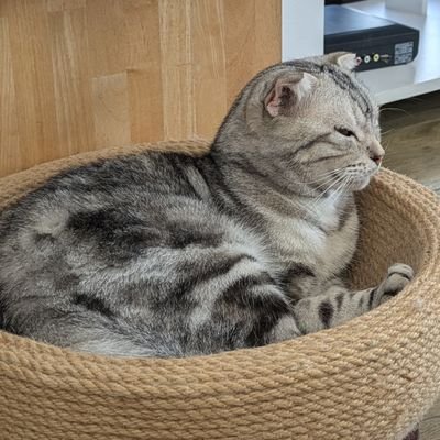 ne___koko's profile picture. 見る専/成人済/女/無言フォロー失礼いたしますm(_ _)m