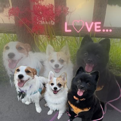 Rinkuma3021's profile picture. 弟@Cgumi_Akuma ໒꒱｜ 兄@gms_kouya 𓆪 ｜┊恷真（くま）🧸黒ポメ🎂8/21┊凜恷（りんく）🔔ジャック🎂10/30┊叶愛（のあ）💎ポメコギ🎂1/11┊同性愛者⚣┊PTSD&自律神経感情障害┊イッヌのYouTubeしてやす( ˙꒳˙ )ゞただのPON骨です