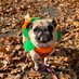 Lt. Petunia Mae Parker 🐷🐑 (@petuniamaepug) Twitter profile photo Lt. Petunia Mae Parker 🐷🐑 (@petuniamaepug) Twitter profile photo