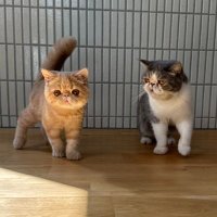 しょげ と こまる (@syogetaro) 's Twitter Profile Photo しょげ と こまる (@syogetaro) 's Twitter Profile Photo