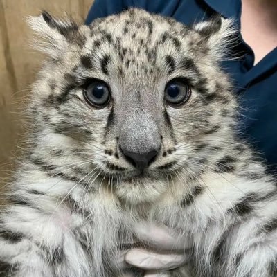 Kiwisiosaさんのプロフィール画像