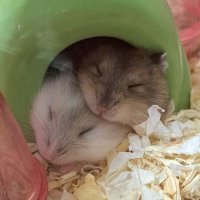 おハムハム🐹 (@0426_mie) 's Twitter Profile Photo