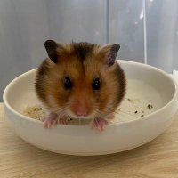 金銀招財鼠來堡 (@funghi__) 's Twitter Profile