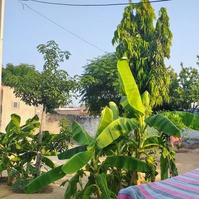 RP3953's profile picture. बस सीधी सी झलक है, प्रकृति की गोद मे  ही अपनी सुकून भरी जिंदगी है।🌍🌴🌴🌾😍😊♥️