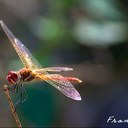 Fran Ramirez - @fjtopocriters - Twitter