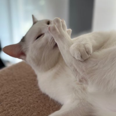 a German girl and two cats playing video games … from cosy to adventurous and challenging