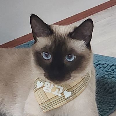 구름망고=^●Y●^=さんのプロフィール画像
