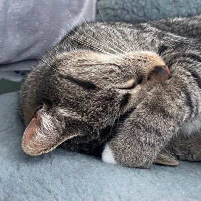 Yoko 🌈 age 17, May 14th, 2018. Kitty 2007 - 🌈 22-01-2024. Proud #ambassacat team member in 🇳🇱.
