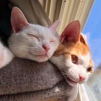 だよ * Java Freelance (@gyo___za) 's Twitter Profile