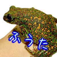 ふうた (@futan_t) 's Twitter Profile Photo ふうた (@futan_t) 's Twitter Profile Photo