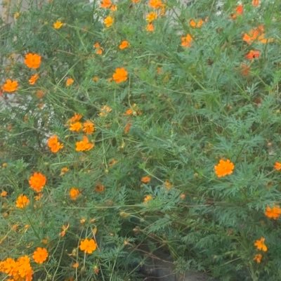 oyyyr165015's profile picture. 40😂いろいろとがんばるのでよろしくです🤣