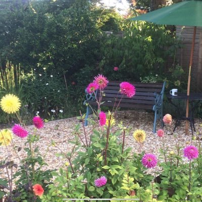 Tillyintheshed's profile picture. Just curious to know…