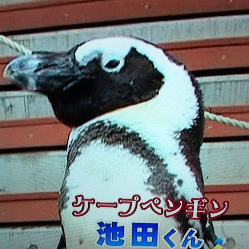 shiori1227's profile picture. KHS16th, KDC/ OCC class of 2009/ 上智, SLP 2010 in Cambodia