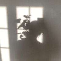 咲 (@skm_bloom_) 's Twitter Profile