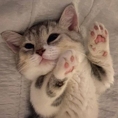 RanjeetKum3461's profile picture. $FAN Maxi