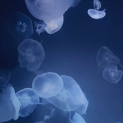 取引専用/20↑/都内or現地手渡しまたは郵送/24時間以内に返信します/プロカ読まなくても大丈夫です◎/お取引完了後DM削除します/うたプリ:藍
