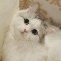dian (@ragnoicity) 's Twitter Profile