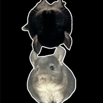@satsuma_azuma