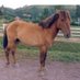 Manipuri Pony - Champion of a Legacy (@help2savepony) Twitter profile photo Manipuri Pony - Champion of a Legacy (@help2savepony) Twitter profile photo