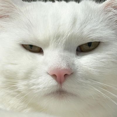 zxluppi's profile picture. irene and bae joohyun only