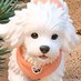 ZC doge๐ด๐ต๐ฐ (@zc_doge) Twitter profile photo ZC doge๐ด๐ต๐ฐ (@zc_doge) Twitter profile photo