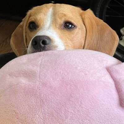 自分を癒すために可愛い動物ポストします。削除依頼はDMまで📩
