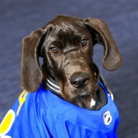 Audie (@sabrespup) 's Twitter Profile Photo Audie (@sabrespup) 's Twitter Profile Photo