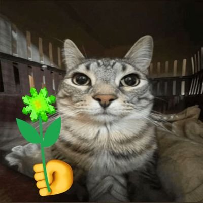 vishahir11's profile picture. 