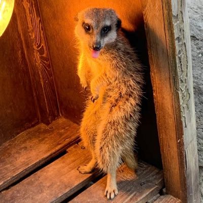 marui_sound's profile picture. ジャンル問わずDjやったりします🔈観葉植物🌴🌿