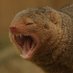 Mongoose (@truckie95x) Twitter profile photo Mongoose (@truckie95x) Twitter profile photo
