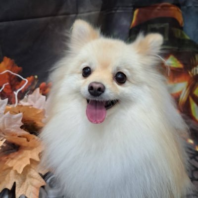 pakuchi_10's profile picture. アニメ大好きです。