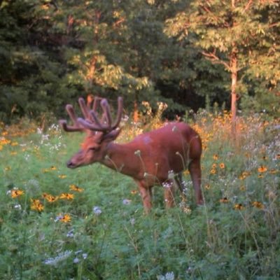 viitemplar's profile picture. he/they, butch ⭑ malevolent, tma, pathologic, disco