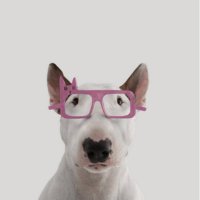 Капибарозависимость (@simps_barton) 's Twitter Profile