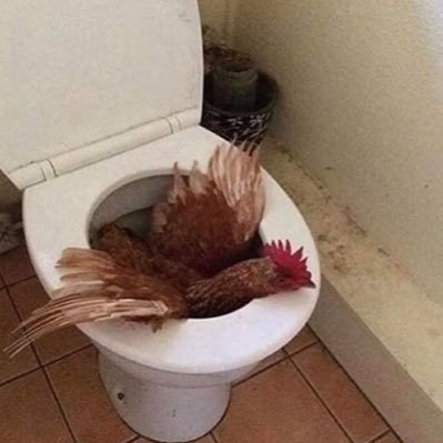 world’s funkiest chickenさんのプロフィール画像