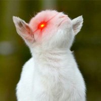 Smug the Goat (@tn_death_ride) 's Twitter Profile Photo Smug the Goat (@tn_death_ride) 's Twitter Profile Photo