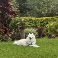 arturo garcia (@arturoplatap) 's Twitter Profile