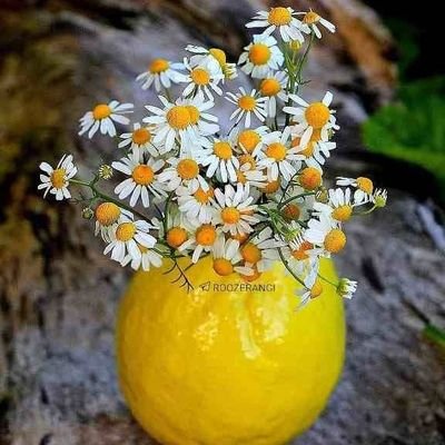 flora1354's profile picture. خوب باش و زندگی کن