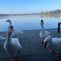 Ilse Hackethal 🔻 (@ilsehackethal) 's Twitter Profile