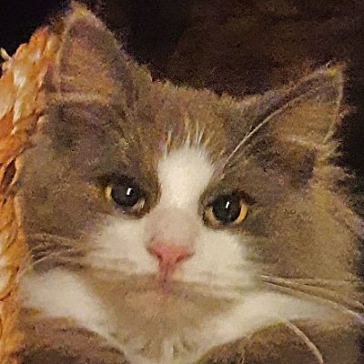 30, Norway, have 2 cats.
deathmatch all day,
Rare streams: https://t.co/2rXSuLHvk9
https://t.co/1b8o1DpKVt