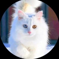 van kedisi (@vankedisimi) 's Twitter Profile