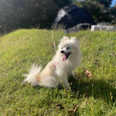 🏕️🐶🍶大好き♡活動エリアは関西で、月に2.3回キャンプをしています。主にデュオ・グルキャンがメインです。2023年〜キャンプデビュー、2024年7月にソロキャンデビューしました🔰 キャンプ好きな方仲良くしてください✨✨