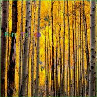 An🐹＠外食厨๐·°(৹˃̵﹏˂̵৹)°·๐ (@florisray57047) 's Twitter Profile