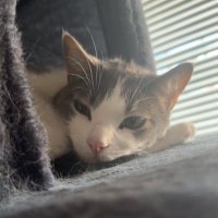 ronald (@ronald) 's Twitter Profile