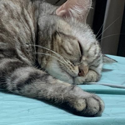 senbelol's profile picture.