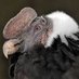 Proyectcondor (@proyectcondor) Twitter profile photo Proyectcondor (@proyectcondor) Twitter profile photo