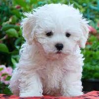 ボビー (@bobby4744) 's Twitter Profile