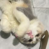 supernivem (@supernivem) 's Twitter Profile