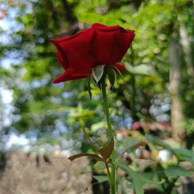 swati_prangya_'s profile picture. 