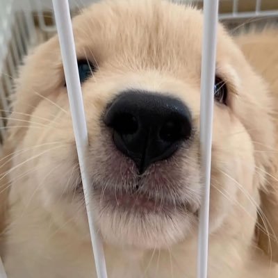 ꔛSmilee ◡̈ 🐶🎄˚ ༘ Profile